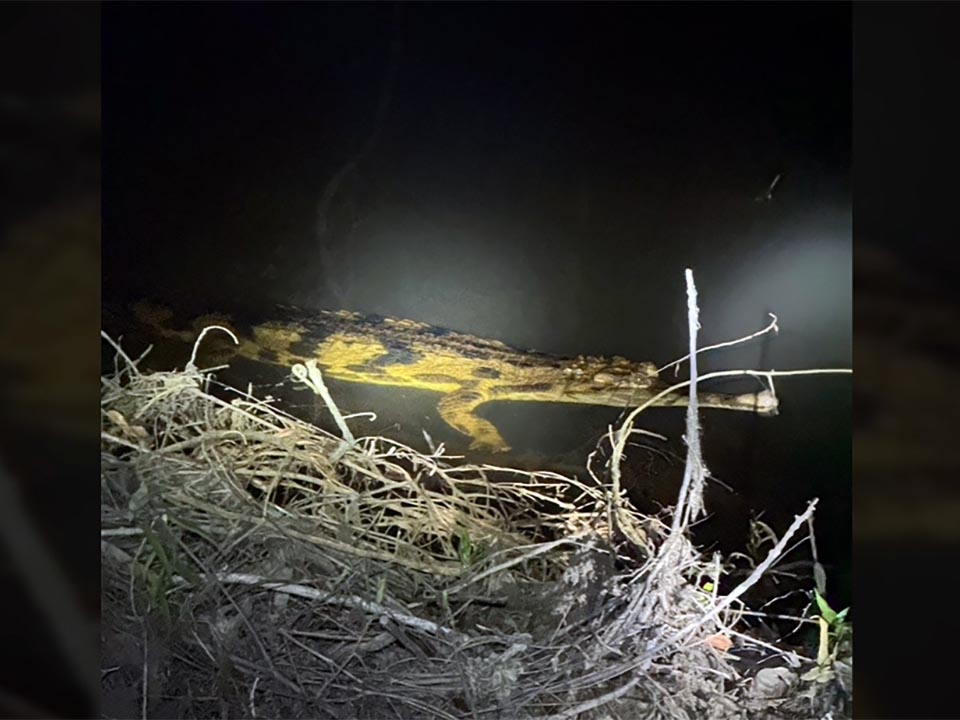 Редкий ложный гавиал подтвержден на юге Таиланда, что сигнализирует о восстановлении wetlands Так Баи