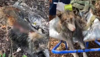 Сибирский Хаски был подвергнут жестокому обращению и сожжен в Сонгкхле после побега из дома