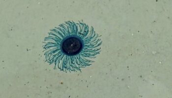 Синий кнопочный медуза закрывает пляж Симилан для пловцов