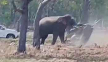 Слон, вынужденный спариваться, атакует своего хозяина