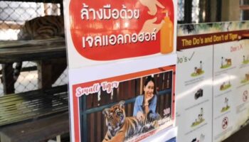 Тигры погибли от вируса собачьего гриппа, а не от птичьего гриппа