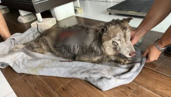 Травмированный сибирский хаски в Сонгкла скончался от травм