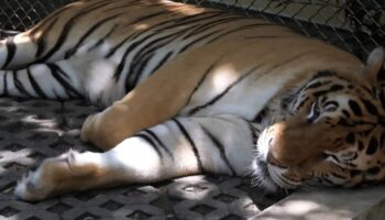 Фелинный парвовирус стал причиной массовой гибели тигров в Чианг Мае