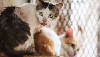 Форум демократов обсуждает благополучие животных