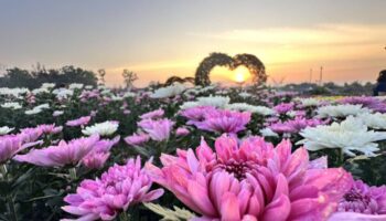 Хризантемы цветут в Ванг Нам Кхио перед Днем Святого Валентина