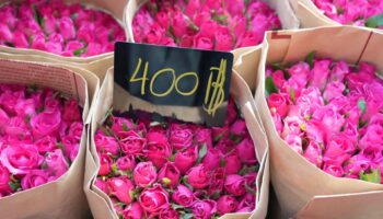 Цены на цветы ко Дню святого Валентина в Бангкоке остаются стабильными, так как прохладная погода улучшает качество и снижает затраты.