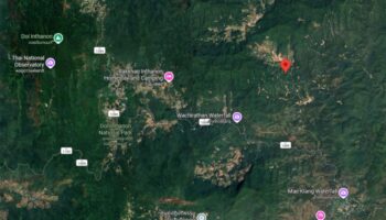 Чианг-Май находится в состоянии тревоги из-за бродячего тигра после нападения на скот.