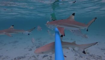 Maya Bay 'убежище' для чернопёрых рифовых акул