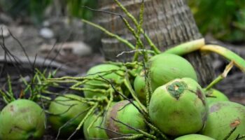 Ratchaburi Nam Hom кокос получил статус ГИ в ЕС, открывая премиальные рынки по всей Европе