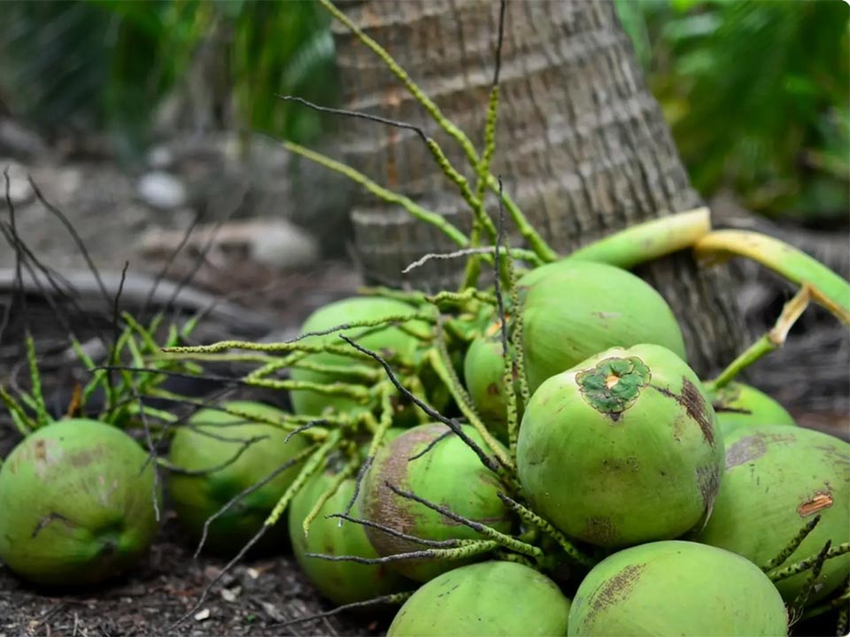 Ratchaburi Nam Hom кокос получил статус ГИ в ЕС, открывая премиальные рынки по всей Европе