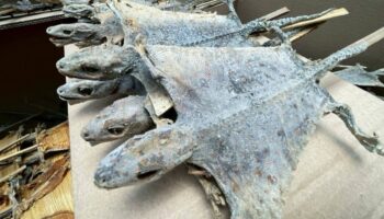 120,000 контрабандных высушенных гекконов изъято в Патум Тхани