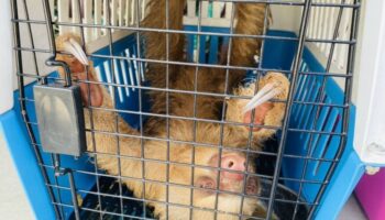 366 травмированных животных брошены в сахарном тростнике