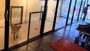 В кафе со львятами в Пхукет-Тауне не нашли нарушений