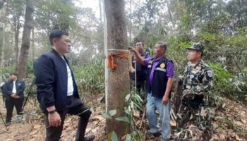 Восстановление лесов деревни снижает загрязнение дымом в провинции Чианграй