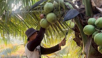 Департамент содействия тайским кооперативам планирует создать центры сбора для стабилизации цен на кокосы Нам Хом