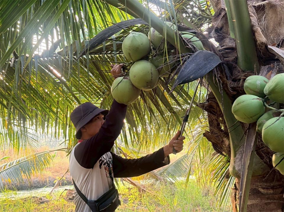 Департамент содействия тайским кооперативам планирует создать центры сбора для стабилизации цен на кокосы Нам Хом