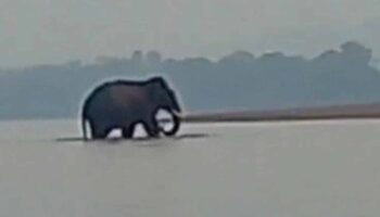 Дикий слон пересекает реку Меконг и входит в Лаос
