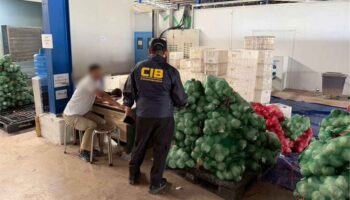 Китайские компании, контролирующие кокосы, оставляют тайских фермеров бедными