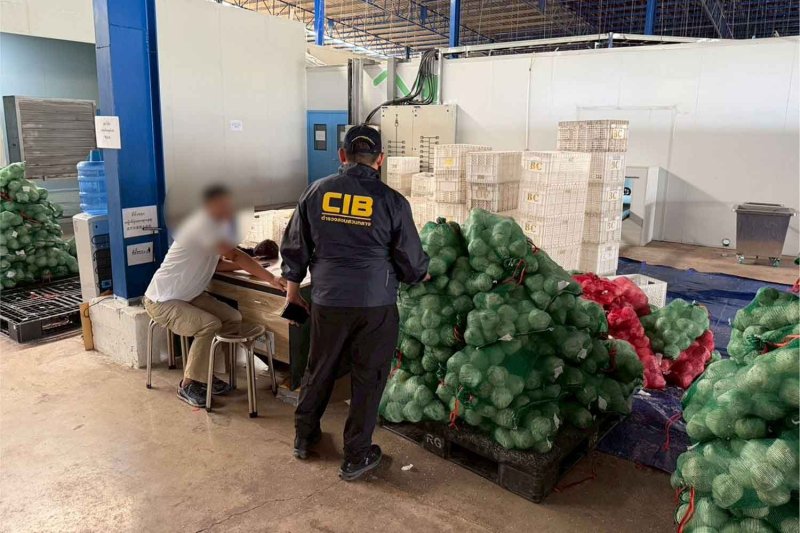 Китайские компании, контролирующие кокосы, оставляют тайских фермеров бедными