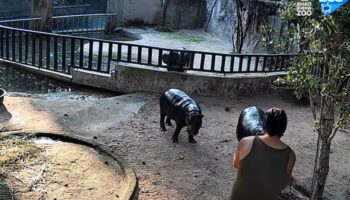 Нарушитель, проникший в загон Муу Дэна, арестован