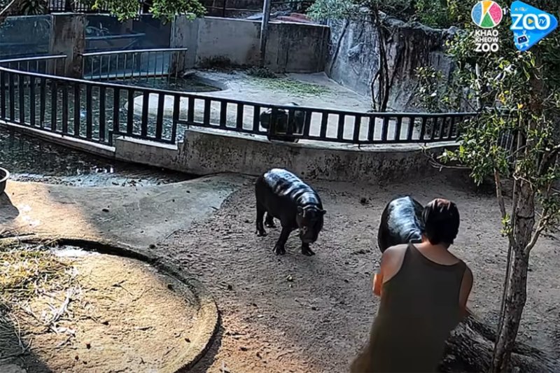 Нарушитель, проникший в загон Муу Дэна, арестован