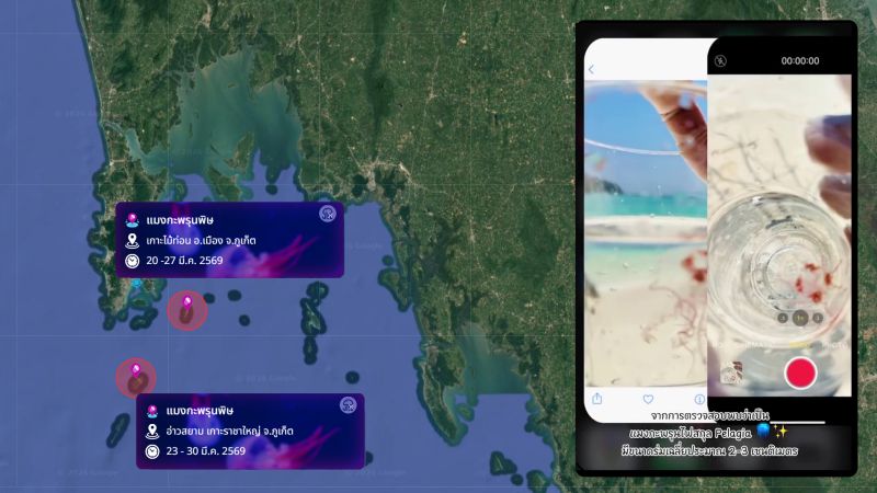 Новое предупреждение о медузах выпущено на Пхукете