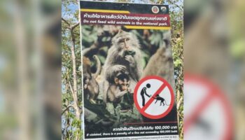 Обезьяны на Кох Чанге ложно обвинены в краже ключей от мотоцикла иностранца