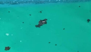 Полномасштабные усилия начаты для сдерживания разлива нефти, угрожающего островам Рача у побережья Пхукета.