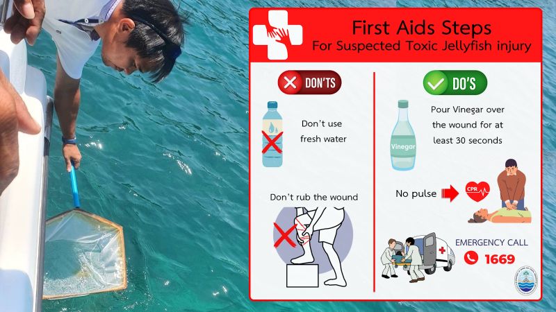 Предупреждение о медузах выпущено на Пхукете