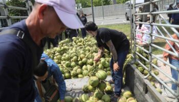 Расследование по поводу падения кокосов