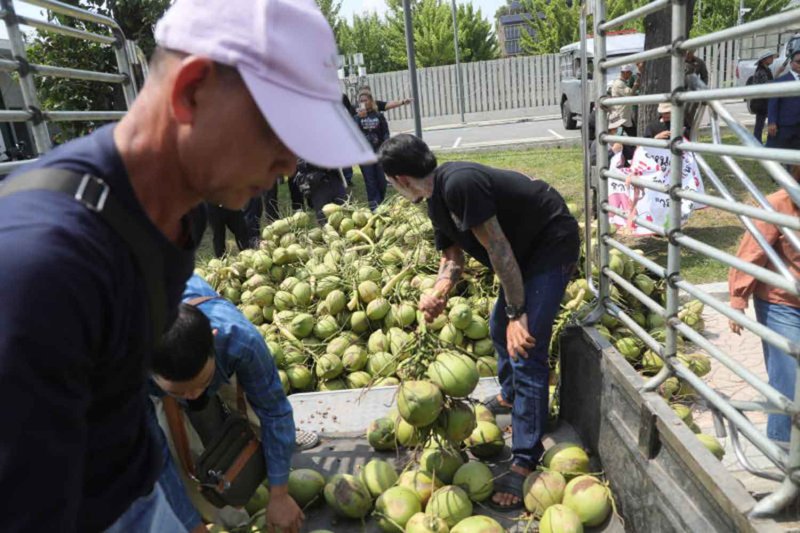 Расследование по поводу падения кокосов
