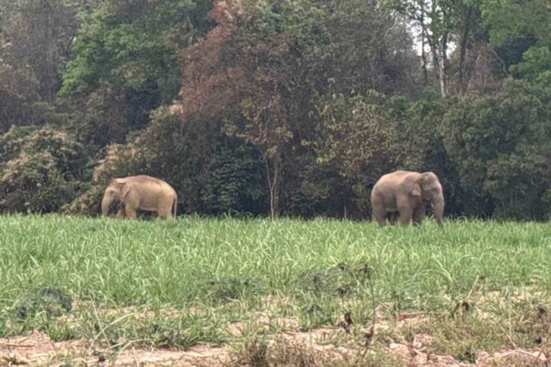 Растущая стоимость вторжений слонов