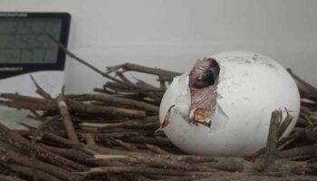 Редкий птенец грифона вылупляется