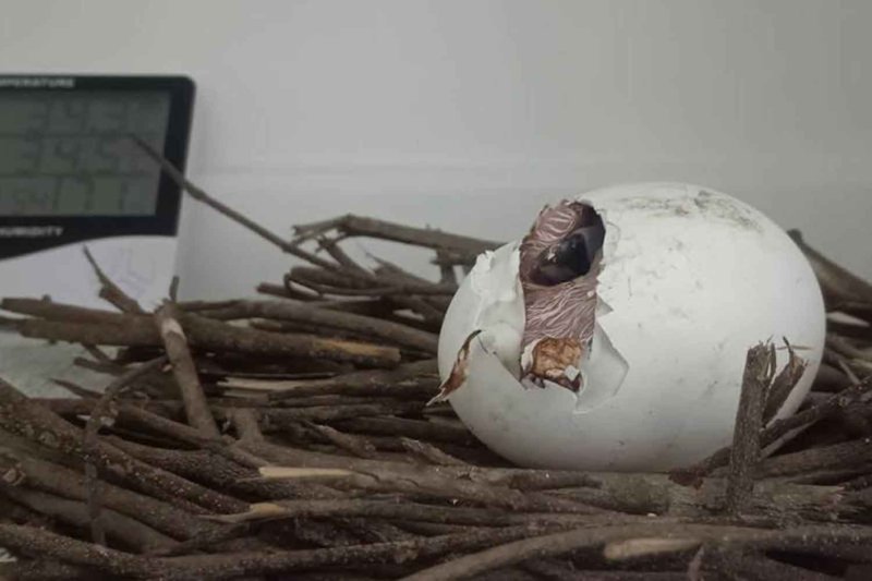 Редкий птенец грифона вылупляется