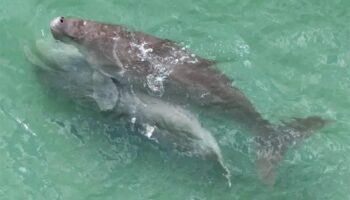 Редкое свидание дюгоней, снятое в водах Транга, свидетельствует о здоровой морской экосистеме