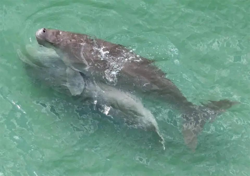 Редкое свидание дюгоней, снятое в водах Транга, свидетельствует о здоровой морской экосистеме