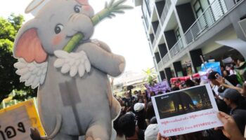 Слон задохнулся от еды во время транспортировки, выяснил отчет