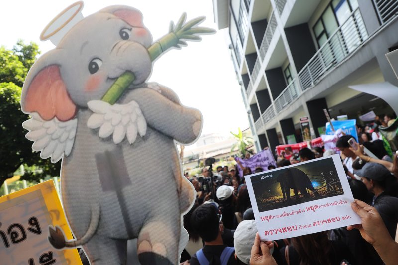 Слон задохнулся от еды во время транспортировки, выяснил отчет