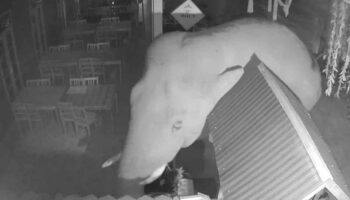 Слон Кхао Яй вломился в ресторан Биб Гурман