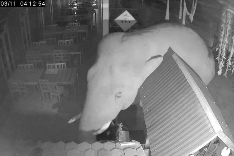 Слон Кхао Яй вломился в ресторан Биб Гурман