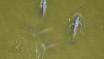 Совместное финансирование поддерживает усилия по сохранению природы