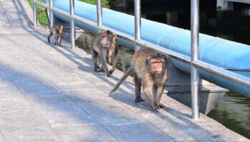 Суматоха с обезьянами заставляет Бангкок действовать в Бангкхунтине
