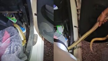 Тайский спасатель змей делится предупреждением о безопасности после того, как кобра сбежала в машине