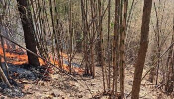 Чианг-Май возглавляет мировые рейтинги загрязнения, так как смог от лесных пожаров поднимает уровень PM2.5 до опасных значений