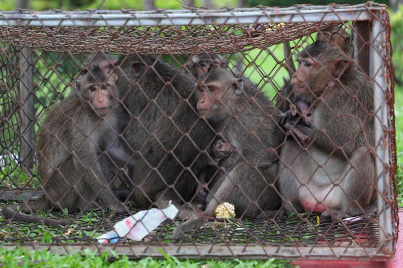 Чиновники ищут способы предотвратить столкновения с макаками