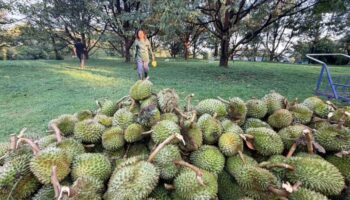 Шторм разрушил почти 10,000 дурианов в Трат