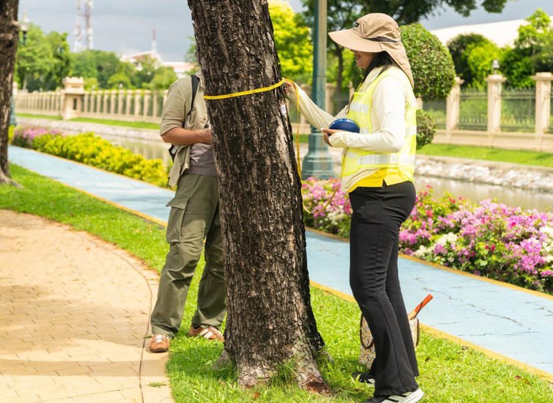 Chadchart решает проблему нехватки арбористов, устанавливает городские стандарты для деревьев