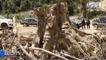 В Ранонге расследуется массовое вторжение в леса