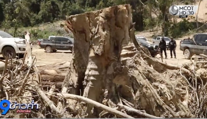 В Ранонге расследуется массовое вторжение в леса