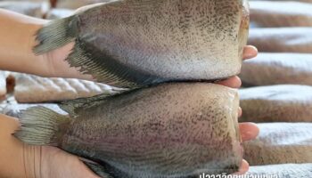 Департамент интеллектуальной собственности регистрирует губана Бан Пхао как новый продукт ГИ стоимостью 740 миллионов бат в год